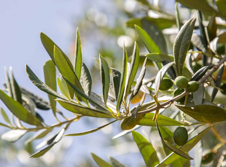 THE OLIVE GROVES